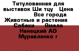 Титулованная для выставок Ши-тцу › Цена ­ 100 000 - Все города Животные и растения » Собаки   . Ямало-Ненецкий АО,Муравленко г.